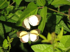 Eurema daira