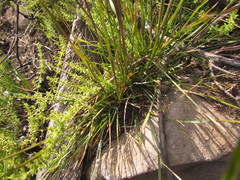 Piptochaetium palustre