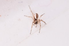 Frontinellina frutetorum