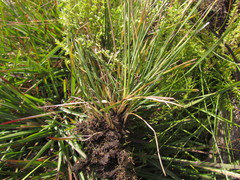 Piptochaetium palustre