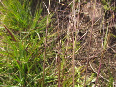 Piptochaetium palustre