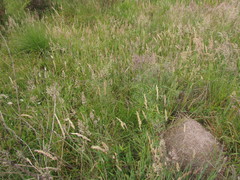 Piptochaetium ruprechtianum