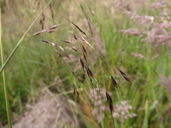 Piptochaetium ruprechtianum