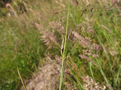 Piptochaetium ruprechtianum