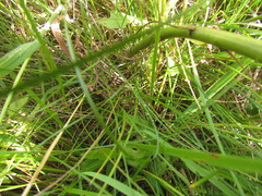 Piptochaetium ruprechtianum