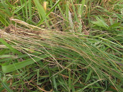 Piptochaetium ruprechtianum