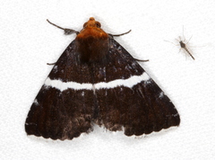 Buzara frontinus