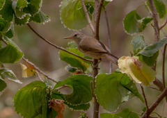 Acrocephalus brevipennis
