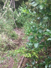 Haloragis erecta erecta