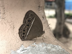 Mycalesis mineus