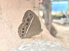 Mycalesis mineus