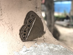 Mycalesis mineus