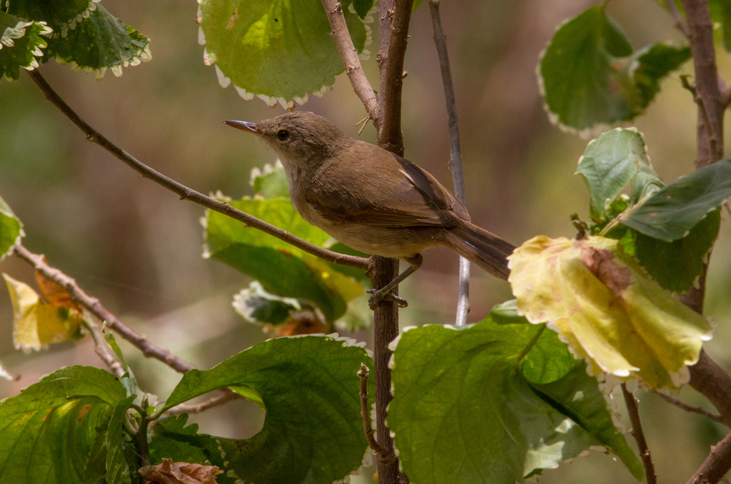 Cape Verde Swamp Warbler photo