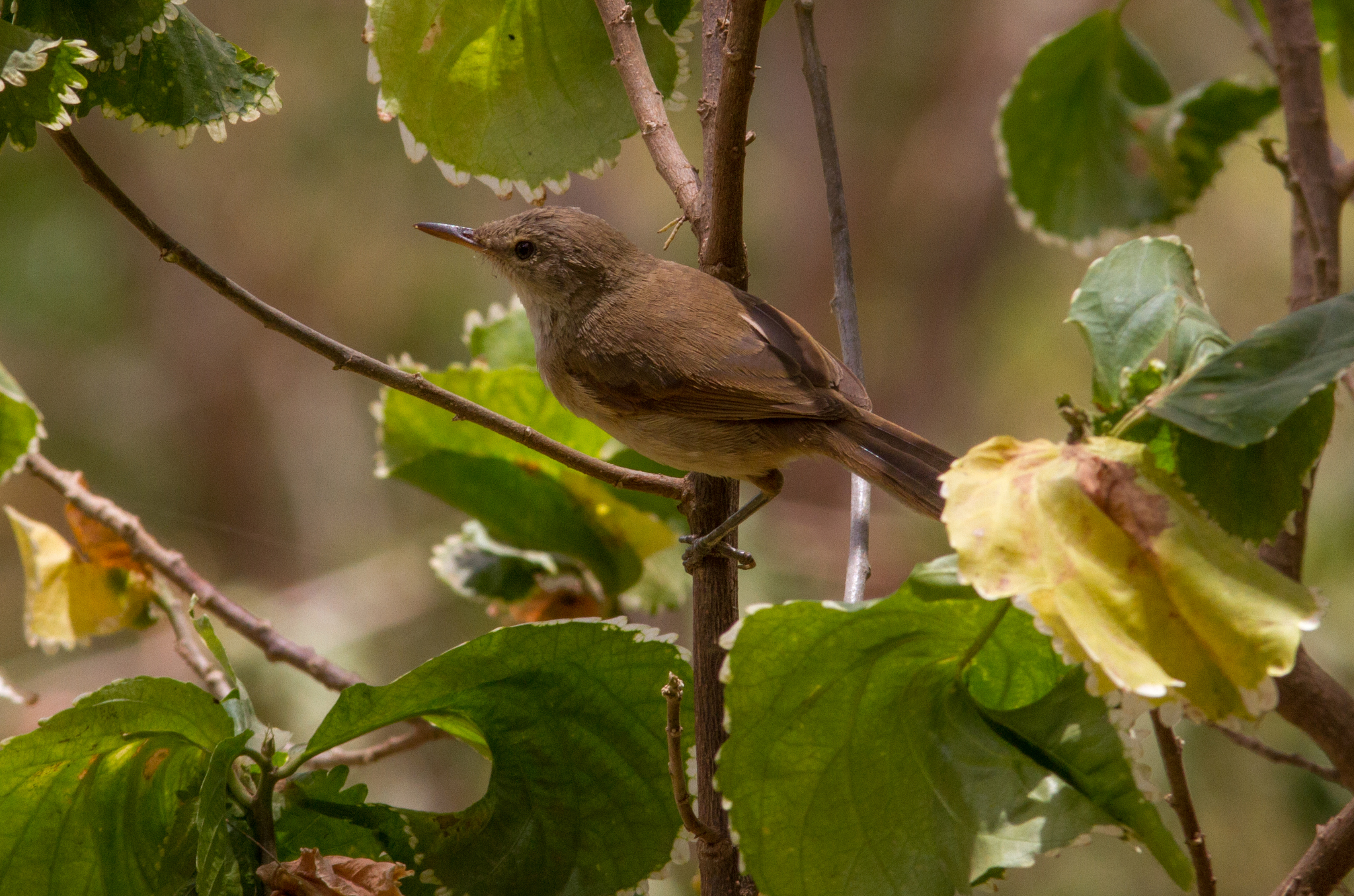 Cape Verde Swamp Warbler illustration