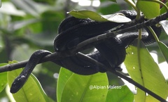 Boiga dendrophila gemmicincta