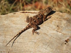 Agama aculeata distanti