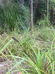 Carex lambertiana