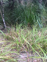 Carex lambertiana