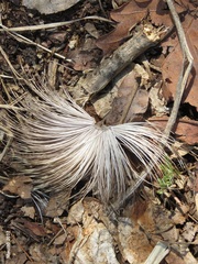 Hydropotes inermis argyropus