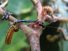 Ctenopelmatinae