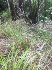 Carex lambertiana