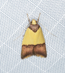 Heteroteucha dichroella