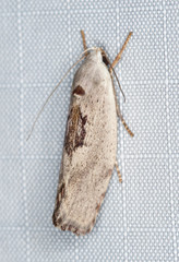 Tymbophora peltastis