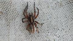 Lycosidae
