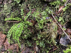 Asplenium trichomanes trichomanes