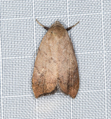 Tortricopsis semijunctella