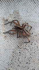 Lycosidae