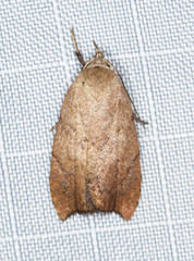 Tortricopsis semijunctella