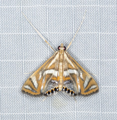Margarosticha euprepialis