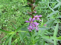 Lythrum salicaria