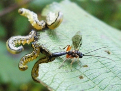 Ctenopelmatinae