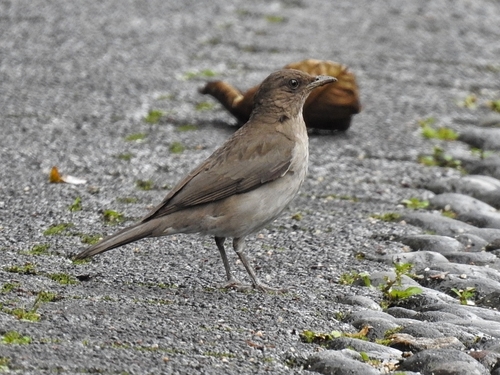 Black-billed Thrush (Turdus ignobilis), photo 8