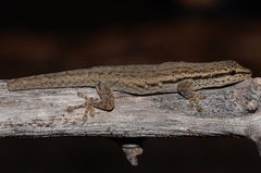 Cape Dwarf Gecko photo 4