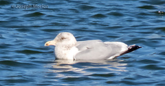 Larus argentatus × glaucescens