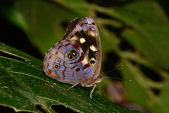 Eunica concordia
