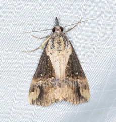 Dichromia quinqualis