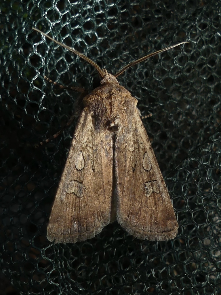 Euxoa temera