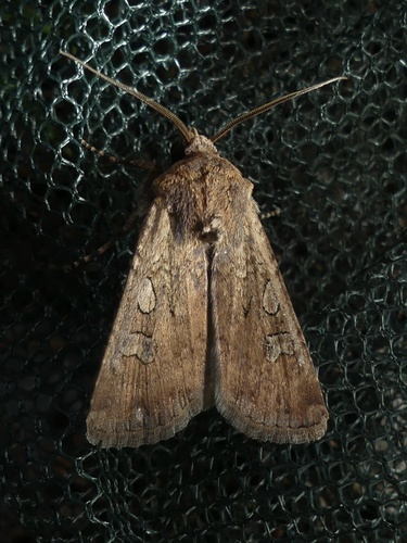 Noctuelle des Champs (La)
