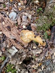 Cortinarius epiphaeus