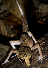 Carphodactylus laevis