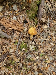 Cortinarius epiphaeus