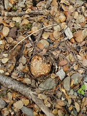 Cortinarius epiphaeus