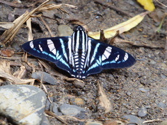 Jemadia sosia