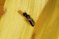 Hylaeus mesillae cressoni