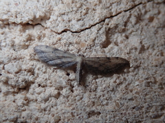 Idaea attenuaria