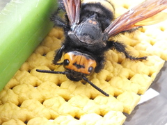 Megascolia maculata flavifrons